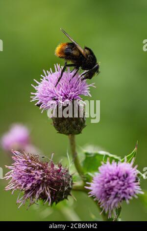 Bienennachahmung der Hoverfly (Volucella bombylans) auf der schleichenden Thistle Stockfoto