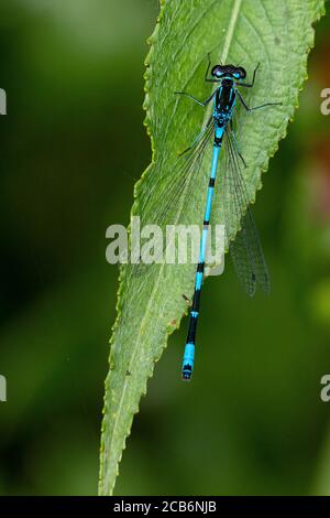 Variable Damselfliege (Coenagrion pulchellum) auf einem Blatt Stockfoto