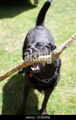 Hund spielt mit einem Stock Stockfoto