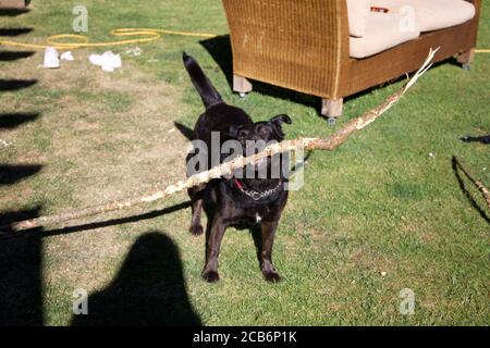 Labrador Kreuz Collie mit einem großen Stock Stockfoto