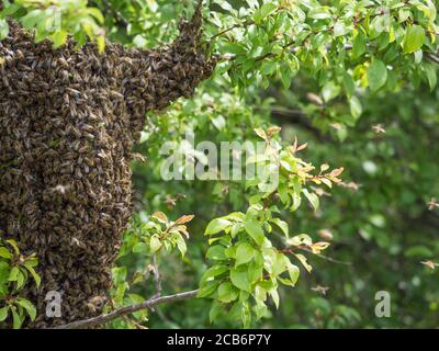 Nahaufnahme des wilden Bienenstocks mit Bienenschwarm oder Bienenschwarm Auf Baumzweig Stockfoto