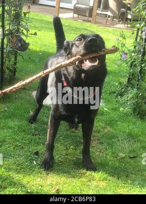 Labrador Kreuz Collie mit einem großen Stock Stockfoto