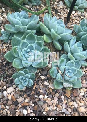 Nahaufnahme eines Clusters von Echiveria elegans Stockfoto