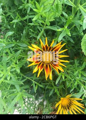 Nahaufnahme eines Barberton Daisy Stockfoto
