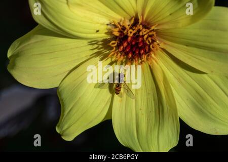 Marmelade Hoverfly auf Dahlia Blume Stockfoto