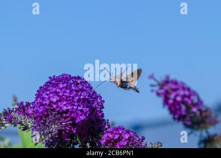 Kolibri-Falkenmotte füttert auf Buddleia Stockfoto