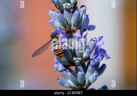 Marmelade Hoverfly auf Lavendelblüte Stockfoto