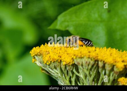 Colletes Bergbau Biene auf Achillea Blumenkopf Stockfoto