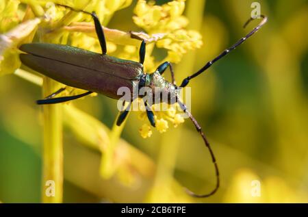 Makroaufnahme von Moschuskäfer. Aromia moschata. Stockfoto