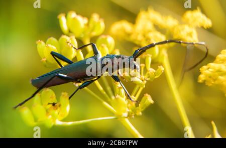 Makroaufnahme von Moschuskäfer. Aromia moschata. Stockfoto