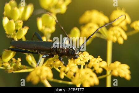 Makroaufnahme von Moschuskäfer. Aromia moschata. Stockfoto