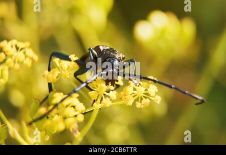 Makroaufnahme von Moschuskäfer. Aromia moschata. Stockfoto