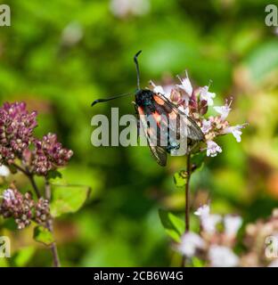 SECHS-PUNKT-BURNETT Zygaena filipendulae Stockfoto