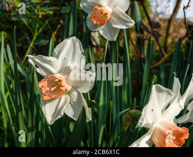 Daffodil var.Pink Charm.Div.1 'Narcissus'.Südwestfrankreich. Stockfoto