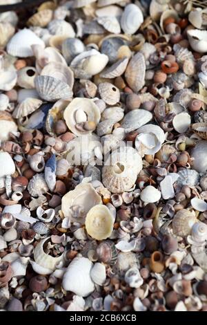 Muschelmischung an einem schottischen Strand auf der Isle of Mull, Inner Hebrides, Schottland Großbritannien Stockfoto