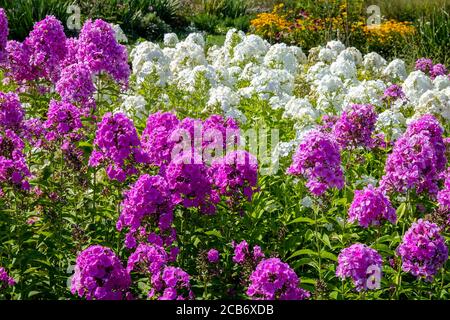 Weiße Phlox paniculata mehrjährige Gartenblumen blühenden lila weißen Garten Stockfoto