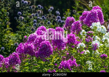 Purple Garden Phlox im Bett Stockfoto