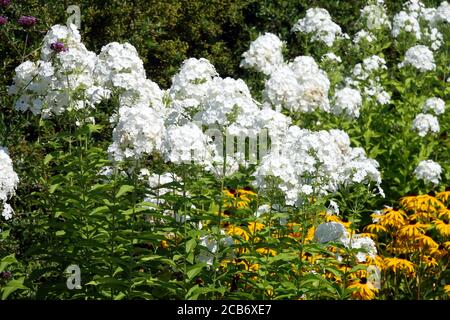 Weißer Phlox Berg Fujiyama Rudbeckia fulgida Garten mehrjährige Grenze Stockfoto