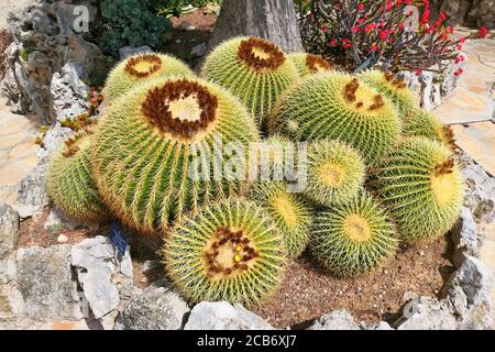 Großer goldener Fasskaktus, der im exotischen Garten wächst. Echinocactus grusonii. Stockfoto