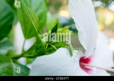 Grasshopper auf der Hibiskusblüte im Garten Stockfoto