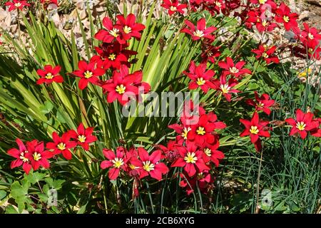 Gladiolus callianthus syn. Acidanthera bicolor murielae. Südwestfrankreich. Stockfoto