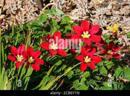 Gladiolus callianthus syn. Acidanthera bicolor murielae. Südwestfrankreich. Stockfoto