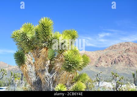 Joshua-Baum (Yucca brevifolia) aus der Nähe, endemische Arten im Mojave National Preserve. Teutonia Peak Trail. Stockfoto