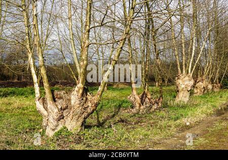 London Platane 'Platanus x acerifolia. Abgefragte Proben. Südwestfrankreich. Stockfoto