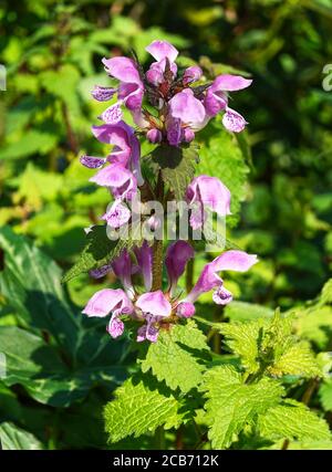 Rote Totennessel 'Lamium putpureum' in Blüte. Stockfoto