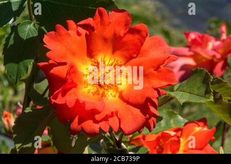 Rosa.Rose.Arielle Dombasle ist eine Meilland Rose aus c,1992. Stockfoto