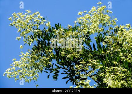 Japanische Pagode Baum Styphnolobium japonicum syn Sophora japonica Blüten Stockfoto