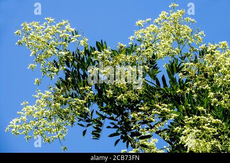 Schwarze Heuschrecke Robinia pseudoacacia, Robinia pseudacacia blühender Baum Stockfoto