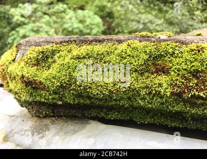 Gelbgrüne Farbe Steinmoos. Stockfoto