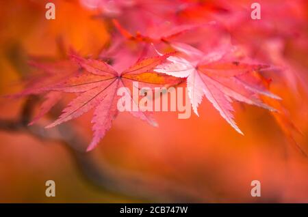 autumnal background, slightly defocused red maple leaves Stockfoto