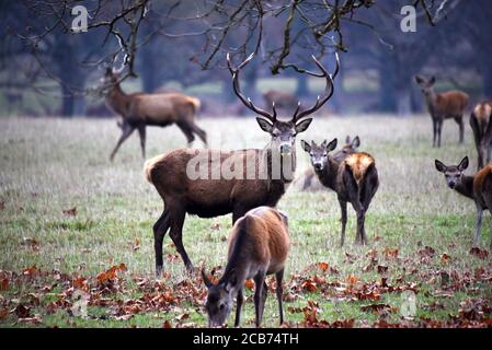 Hirsch im Windsor Great Park an einem bewölkten Herbsttag Stockfoto