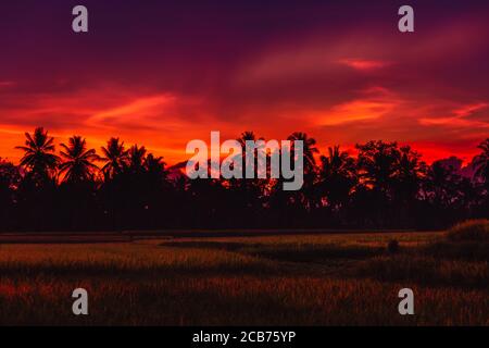 Rise Terrassen und tropischen Palmen in Bali mit Sonnenaufgang oder Sonnenuntergangstöne Stockfoto
