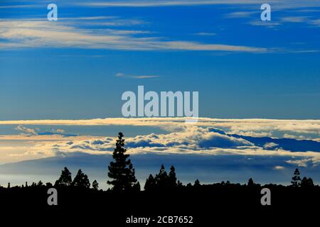 Silhouette von Kiefern auf einer Decke aus Wolken. Stockfoto