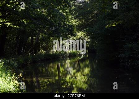 Wunderschöne Grüntöne, die sich in den völlig stillen Gewässern spiegeln Des schönen Basingstoke Canal in der Nähe der Gerstenmähbrücke In Hampshire Stockfoto