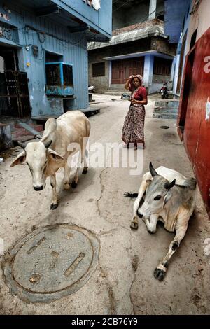 Bundi Indien - August 2020: Eine Frau, die am 9. August 2020 in Bundi, Rajasthan, mit zwei Kühen eine Straße entlang in der Altstadt von Bundi läuft. Indien Stockfoto