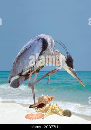 Ein schöner Blaureiher hält an Scratch by the Muscheln während seines Spaziergangs am weißen Sandstrand Stockfoto