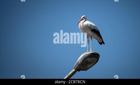 Verden, Deutschland. August 2020. Ein Storch sitzt auf einer Straßenlaterne bei strahlendem Sonnenschein. Quelle: Sina Schuldt/dpa/Alamy Live News Stockfoto