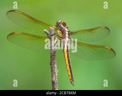 Nahaufnahme Fokus gestapeltes Bild einer Golden-Winged Skimmer Libelle mit Ein unfokussierter grüner Hintergrund Stockfoto