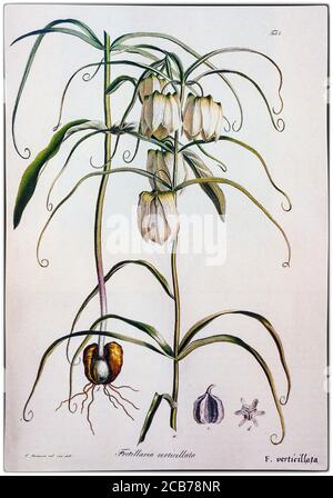 Fritillaria verticillata, gemalt von Pierre-Joseph Redouté (1759-1840), einem belgischen Maler und Botaniker. Eine blühende Pflanze in der Familie der Liliaceae, sie ist im Fernen Osten beheimatet und als Zierpflanze weit verbreitet. Stockfoto