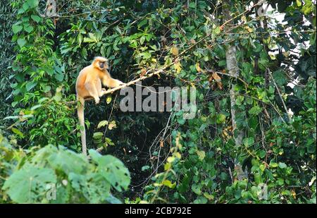 Golden Langur (Trachypithecus geei) im Ultapani Wildlife Sanctuary, Assam, indien Stockfoto