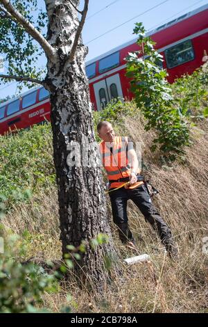 Verden, Deutschland. August 2020. Steffen Korig, Baumprüfer, kontrolliert einen Baum an einer Eisenbahnlinie. Die Deutsche Bahn bewaffnet sich entlang ihres Streckennetzes mit regelmäßigen Vegetationskontrollen gegen mögliche Gefahren durch fallende Bäume. Quelle: Sina Schuldt/dpa/Alamy Live News Stockfoto