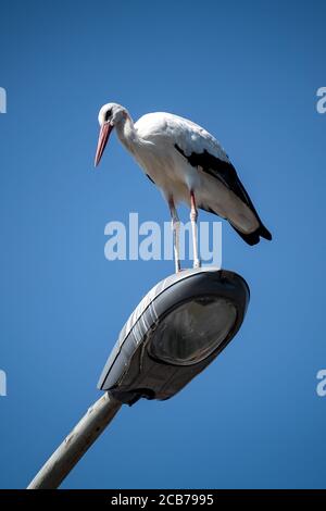 Verden, Deutschland. August 2020. Ein Storch sitzt auf einer Straßenlaterne bei strahlendem Sonnenschein. Quelle: Sina Schuldt/dpa/Alamy Live News Stockfoto