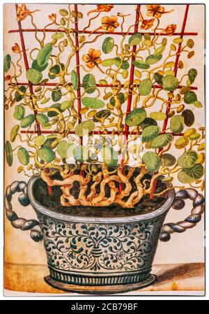 Ein Topf mit Nasturtien, illustriert von Joachim Jungermann (1561-1591, Neffe von Joachim Camerarius für dessen Florilegium mit Pflanzen seines botanischen Kollegen Charles de l'Ecuse aka Clusius (1526-1609) Direktor des Botanischen Gartens Leiden in Holland. Stockfoto