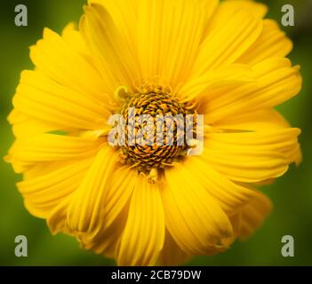 Gelbe Blume, Gerbera, Nahaufnahme Makro Stockfoto