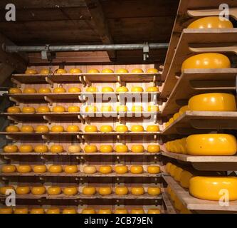 Dutzende von gelben runden holländischen Käse zum Verkauf, präsentiert auf Holzregalen in einem Geschäft .Zaanse Schans ,Neatherland. Stockfoto