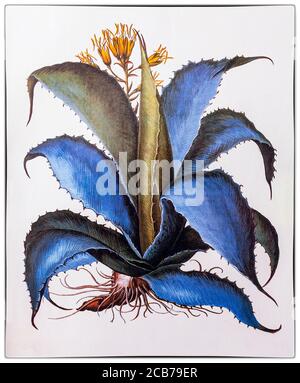 Agave americana aka American Aloe von Charles de l'Ecuse aka Clusius (1526-1609) Direktor des Botanischen Gartens Leiden in Holland angebaut. Die Illustration stammt aus Florilegium, einem prächtigen Bilddokument der Blumen, das erstmals 1613 von Basilius Besler (1561–1629) veröffentlicht wurde. Stockfoto
